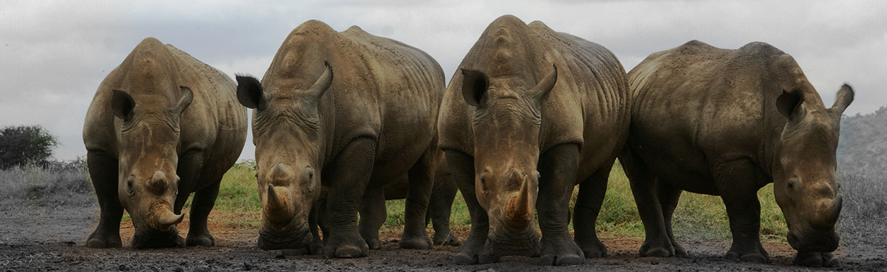 save_the_rhinos