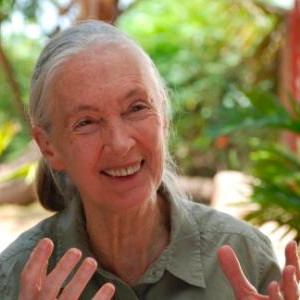 Jane Goodall Keynote Speaker